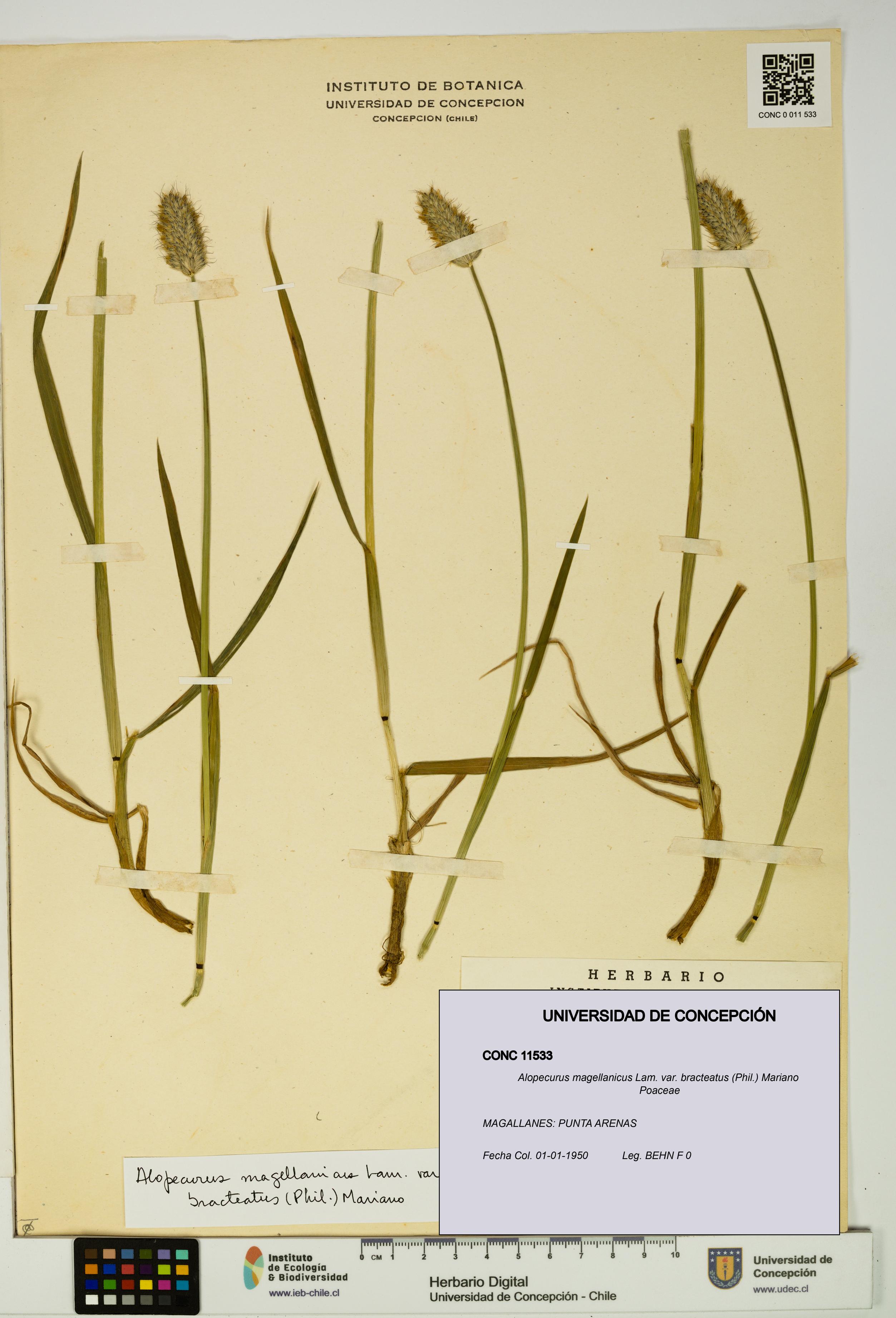 Alopecurus magellanicus var. bracteatus [Espécimen: UDEC:CONC:0011533]