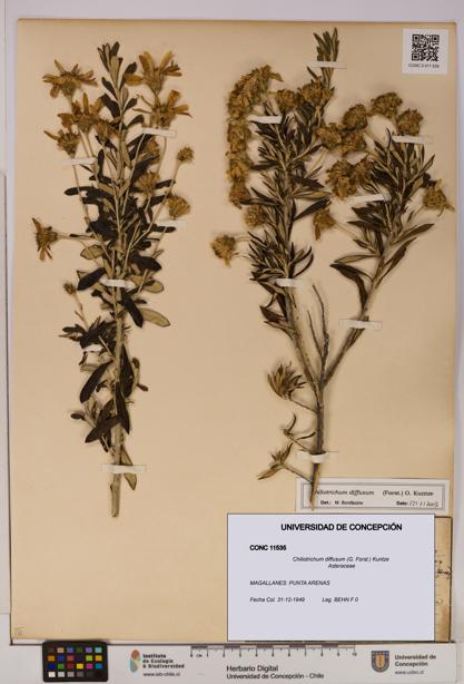 Chiliotrichum diffusum [Espécimen: UDEC:CONC:0011535]