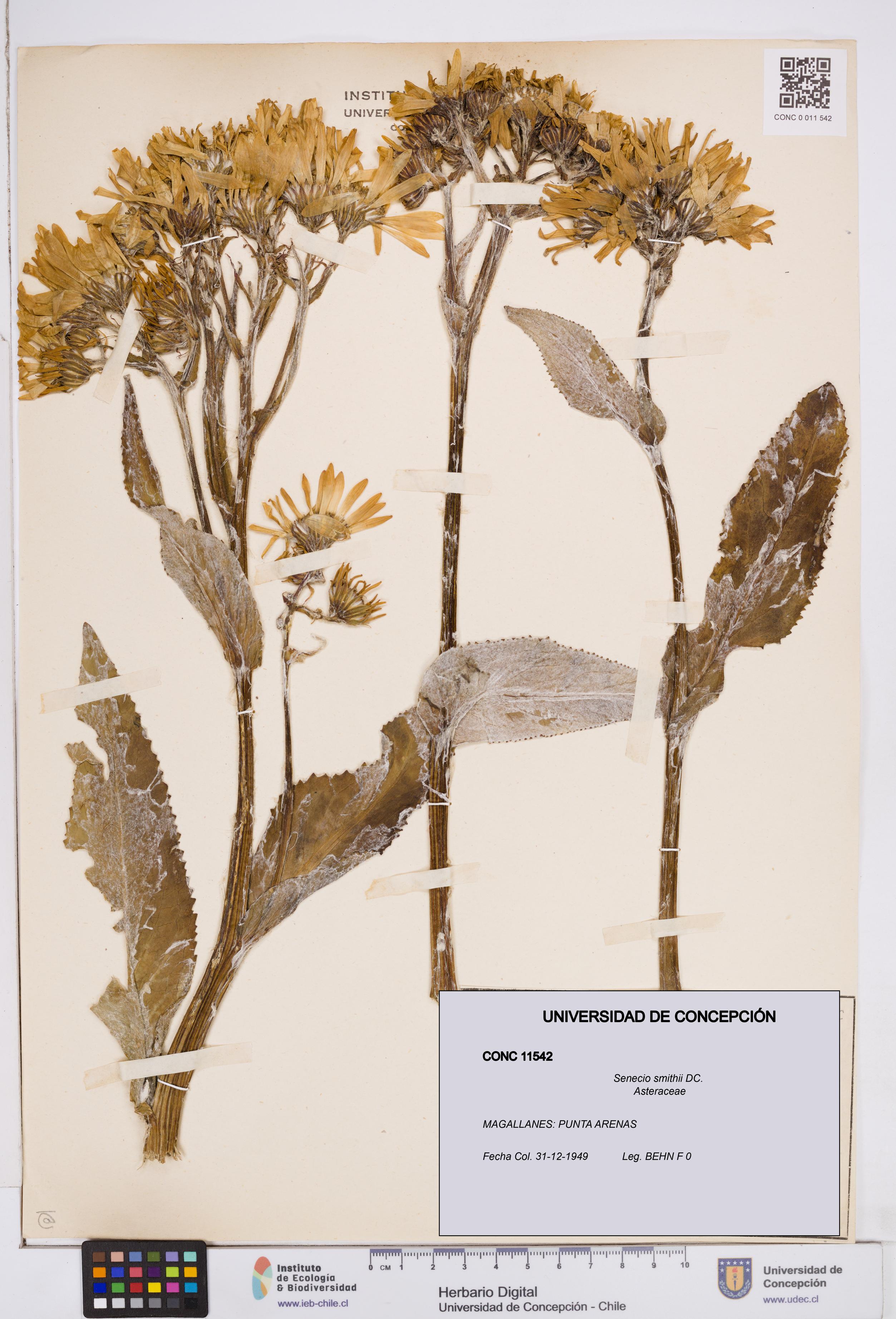 Senecio smithii [Espécimen: ]