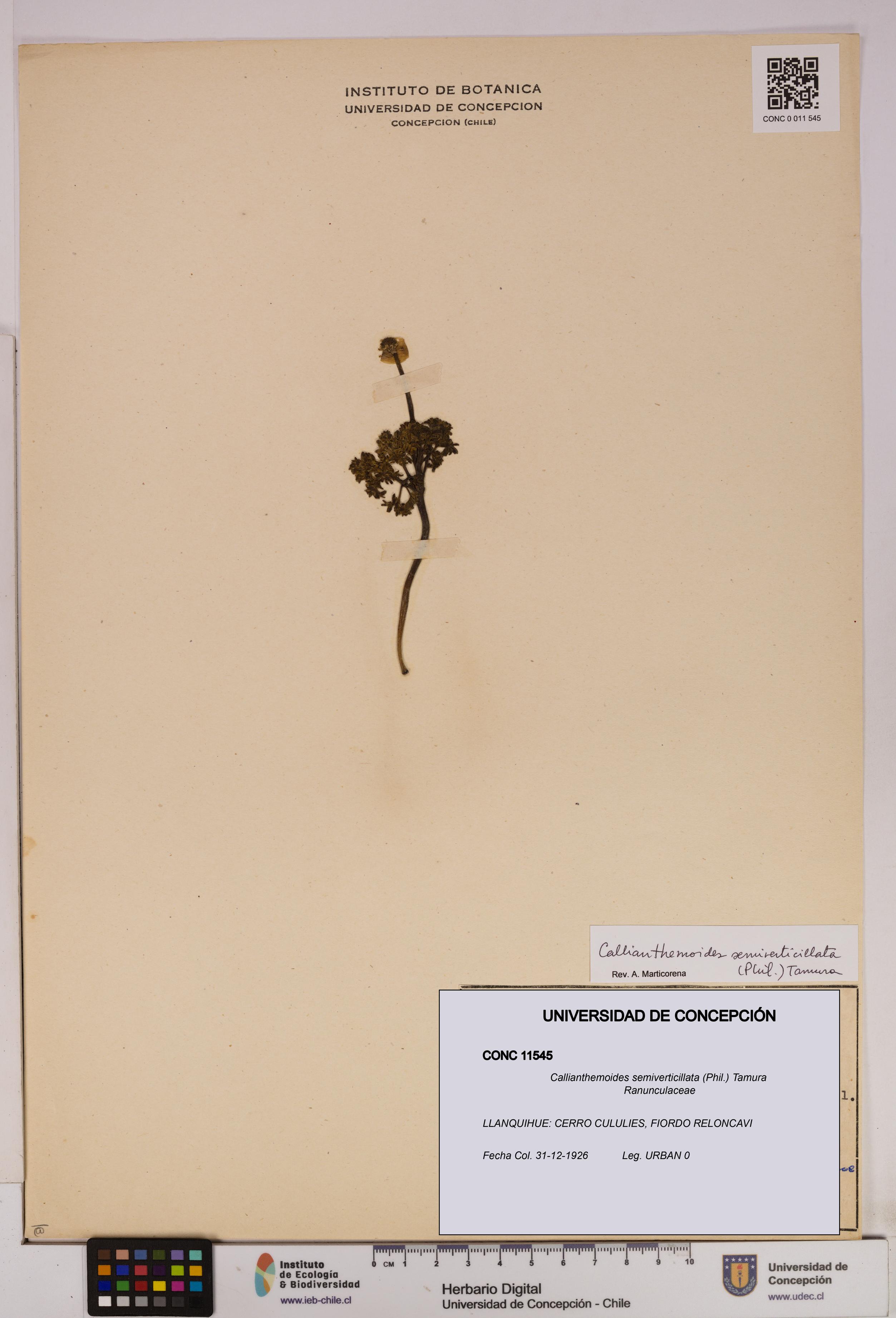 Callianthemoides semiverticillata [Espécimen: UDEC:CONC:0011545]