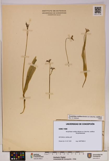 Tecophilaea violiflora fma. violiflora [Espécimen: UDEC:CONC:0011549]