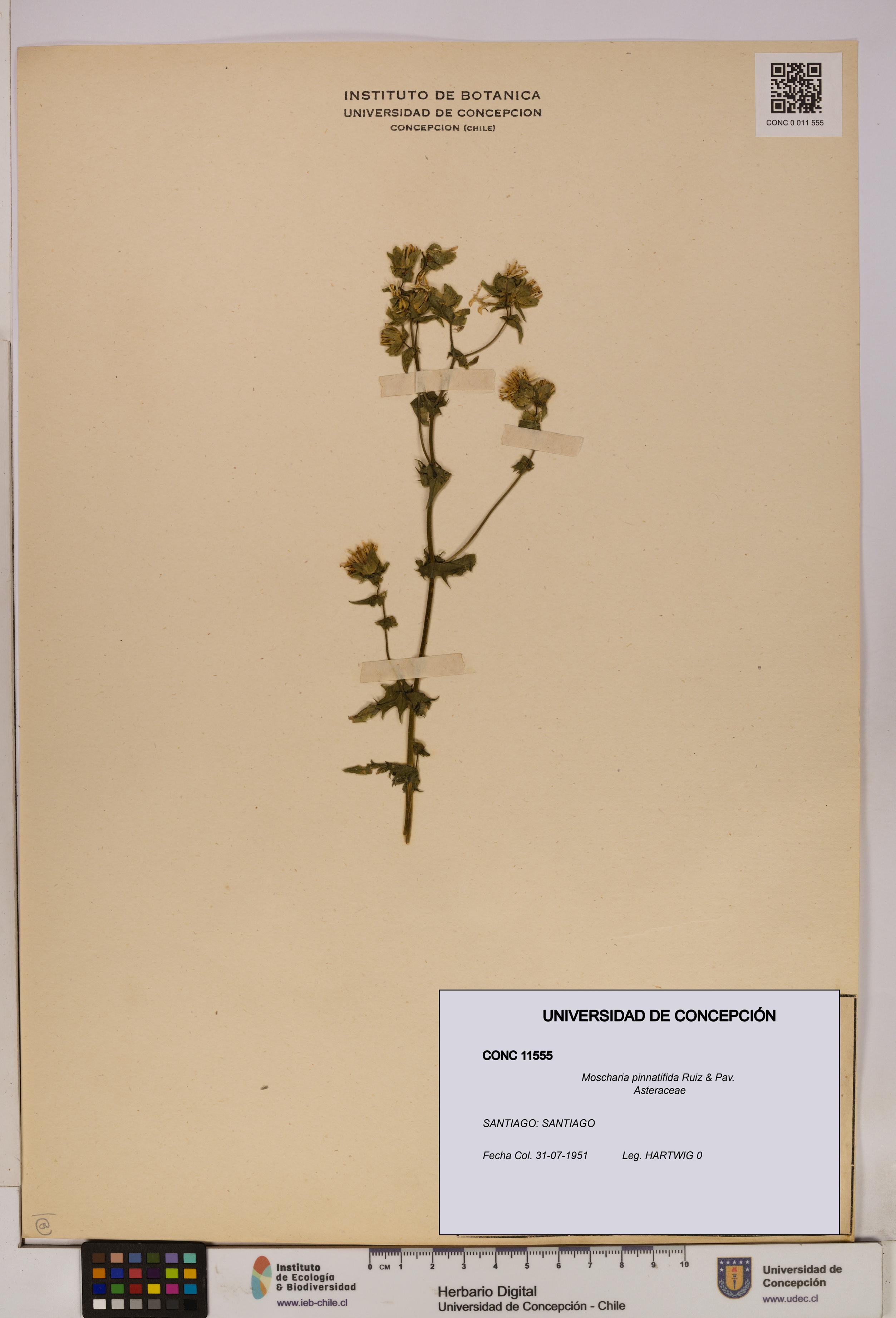 Moscharia pinnatifida [Espécimen: UDEC:CONC:0011555]
