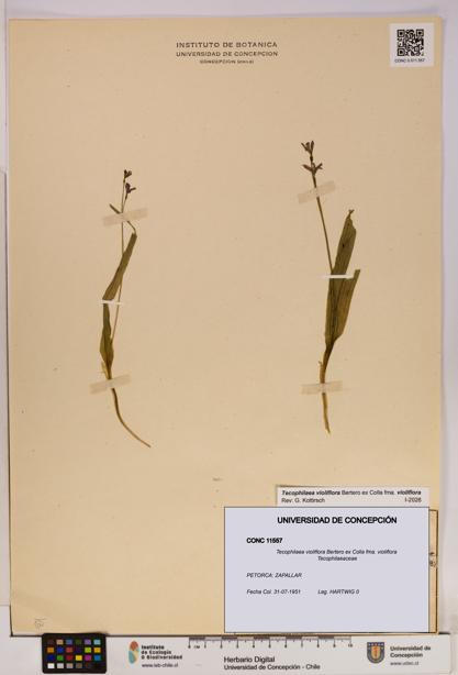 Tecophilaea violiflora fma. violiflora [Espécimen: UDEC:CONC:0011557]