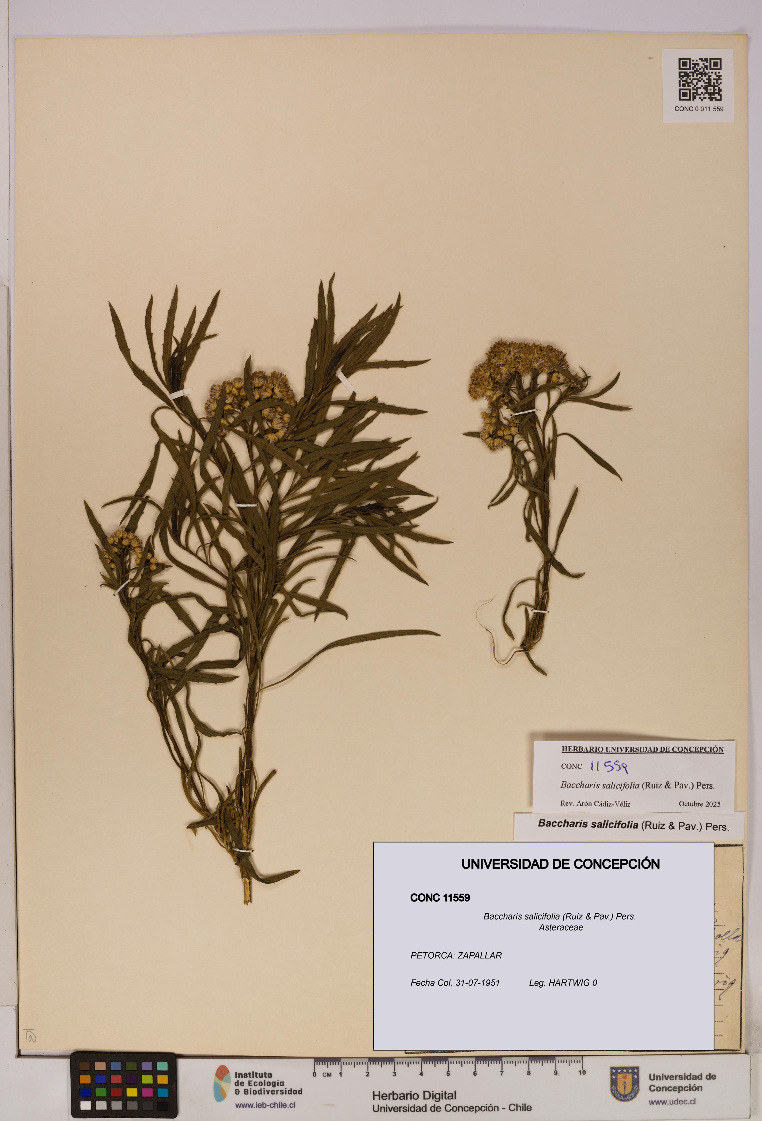 Baccharis salicifolia [Espécimen: UDEC:CONC:0011559]