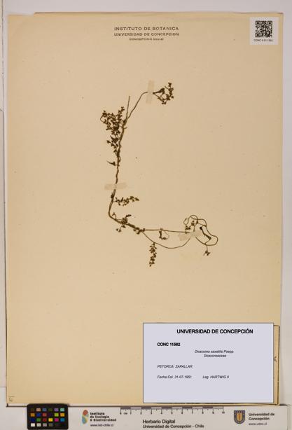 Dioscorea saxatilis [Espécimen: ]