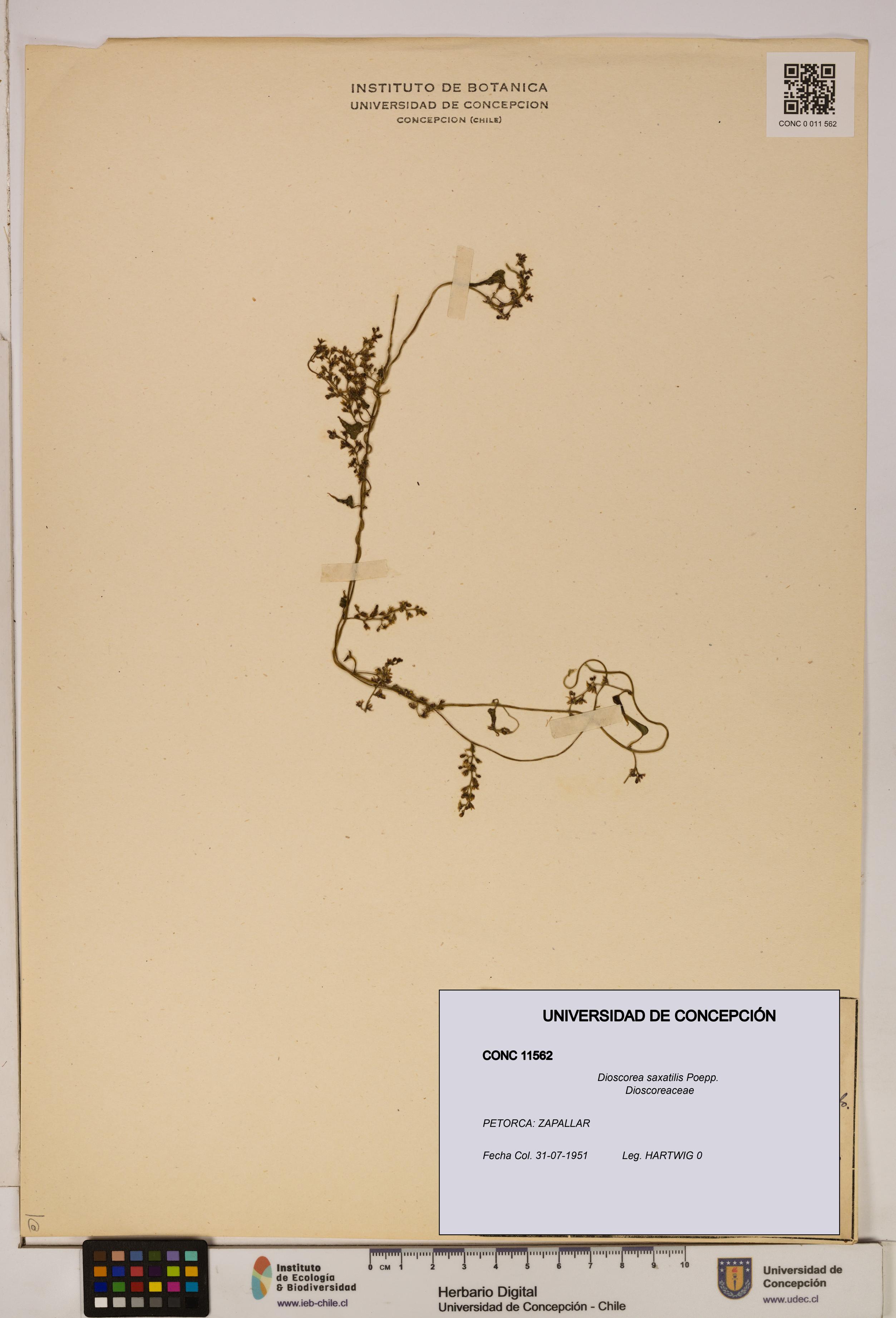 Dioscorea saxatilis [Espécimen: ]
