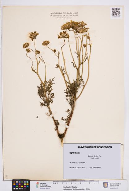 Senecio illinitus [Espécimen: ]