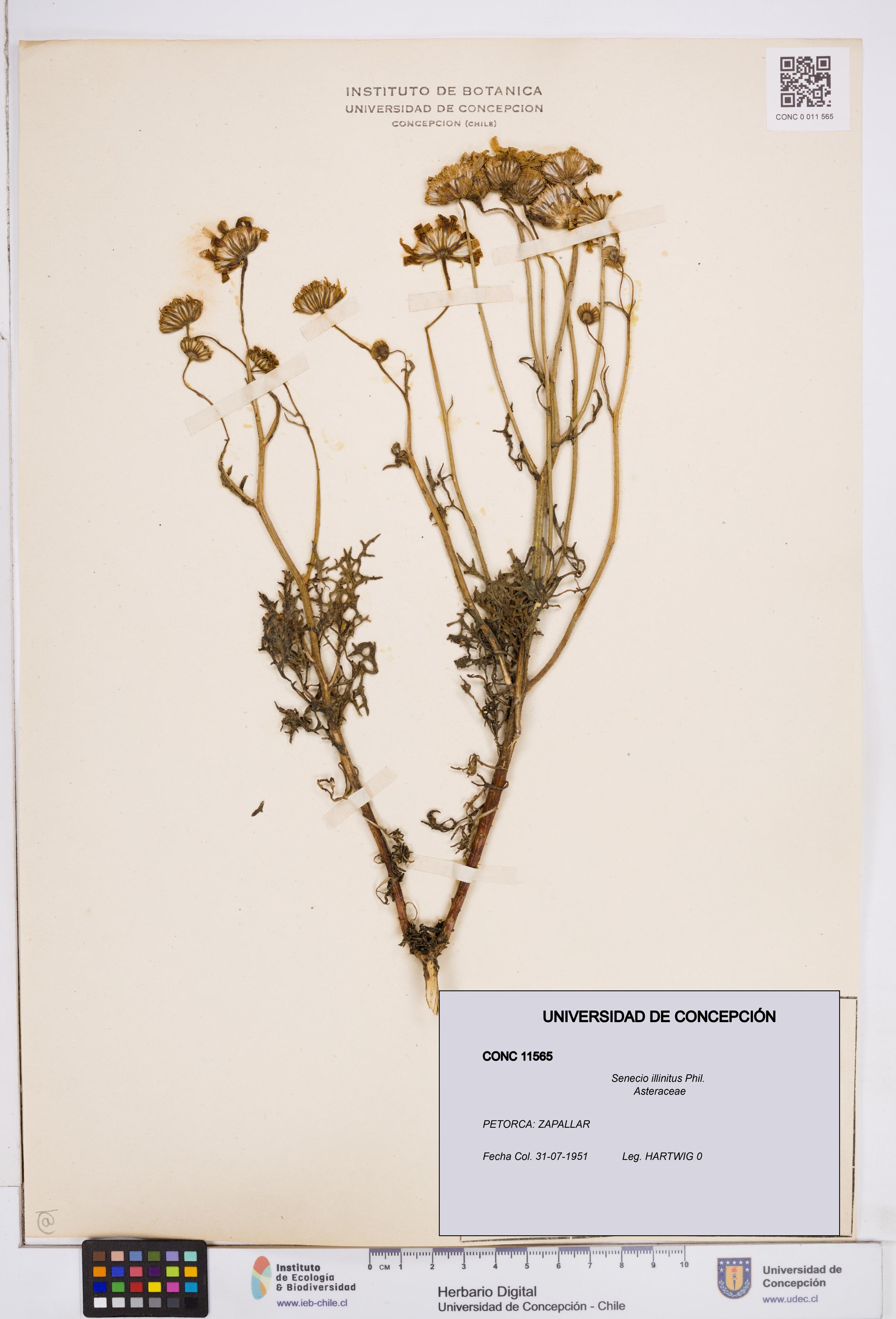 Senecio illinitus [Espécimen: ]