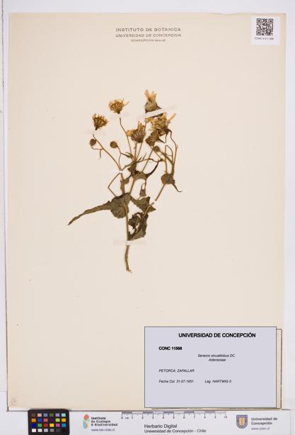 Senecio sinuatilobus [Espécimen: ]