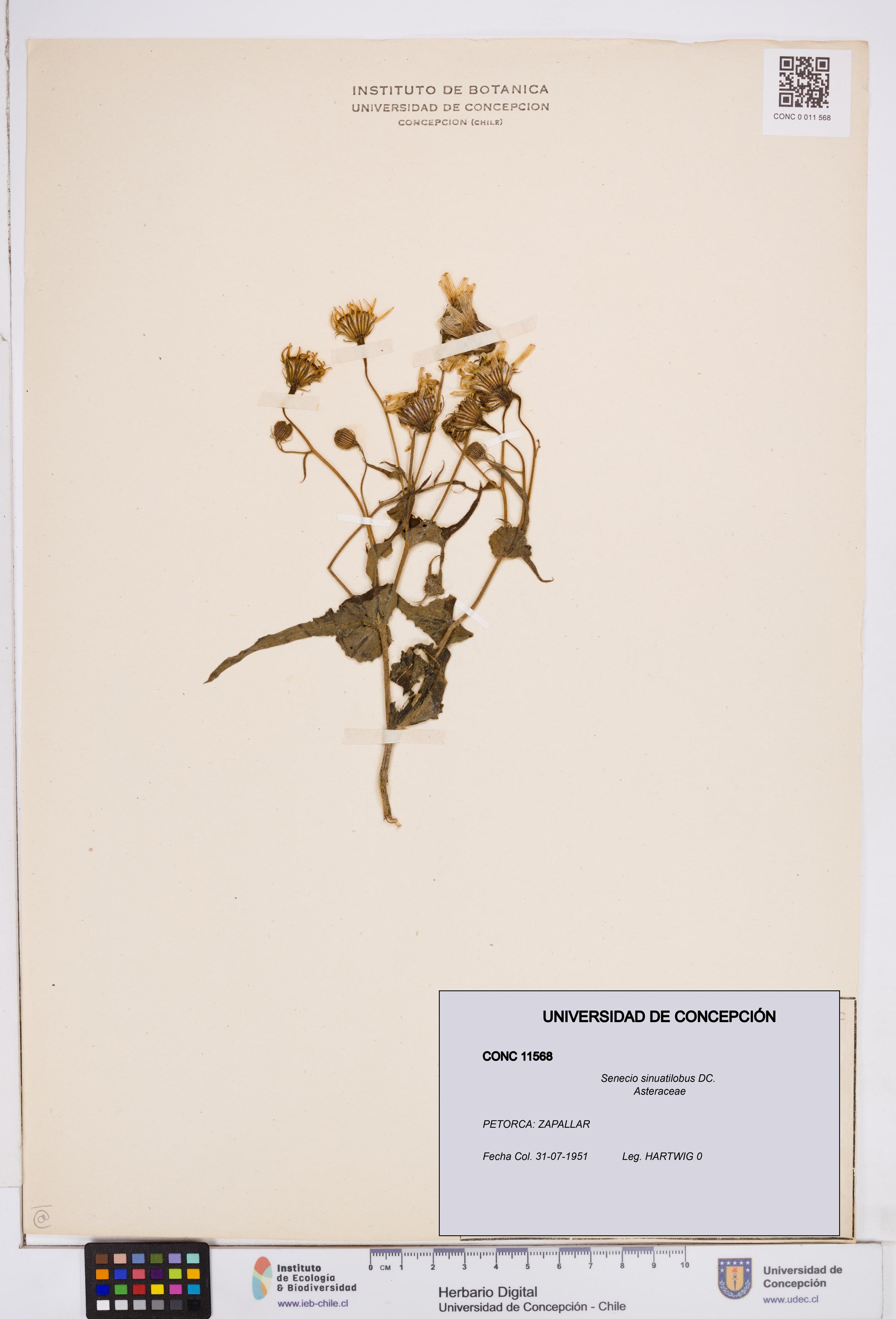 Senecio sinuatilobus [Espécimen: ]