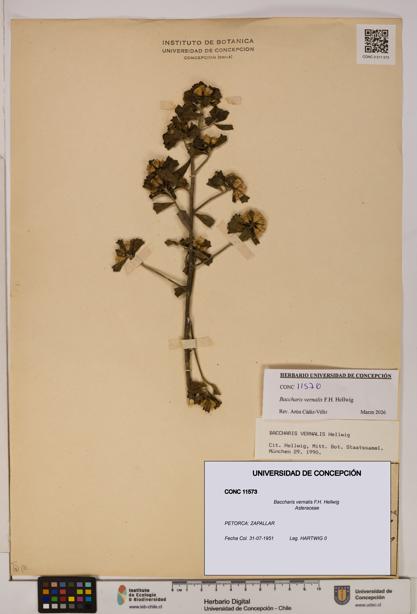 Baccharis vernalis [Espécimen: UDEC:CONC:0011573]
