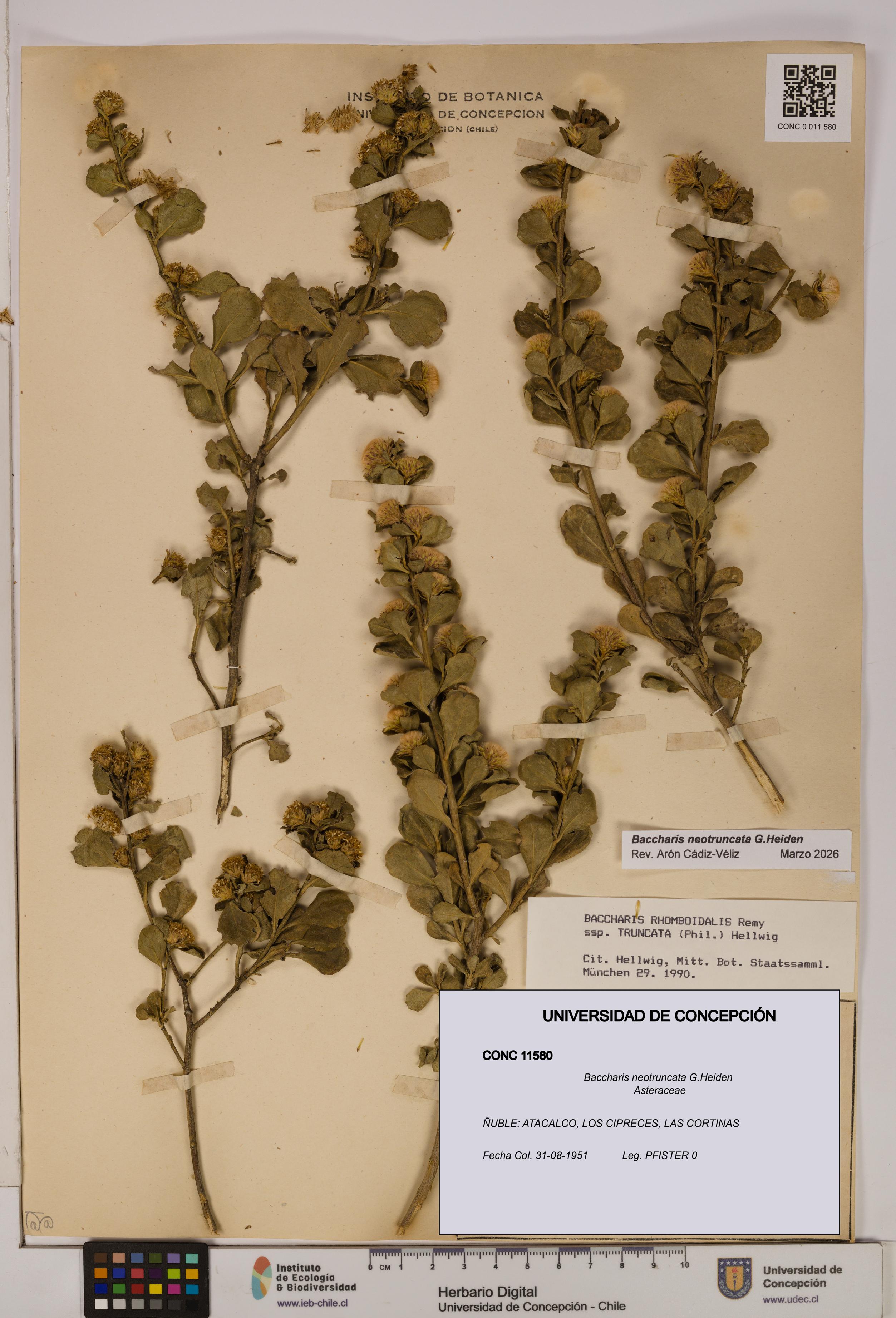 Baccharis neotruncata [Espécimen: UDEC:CONC:0011580]