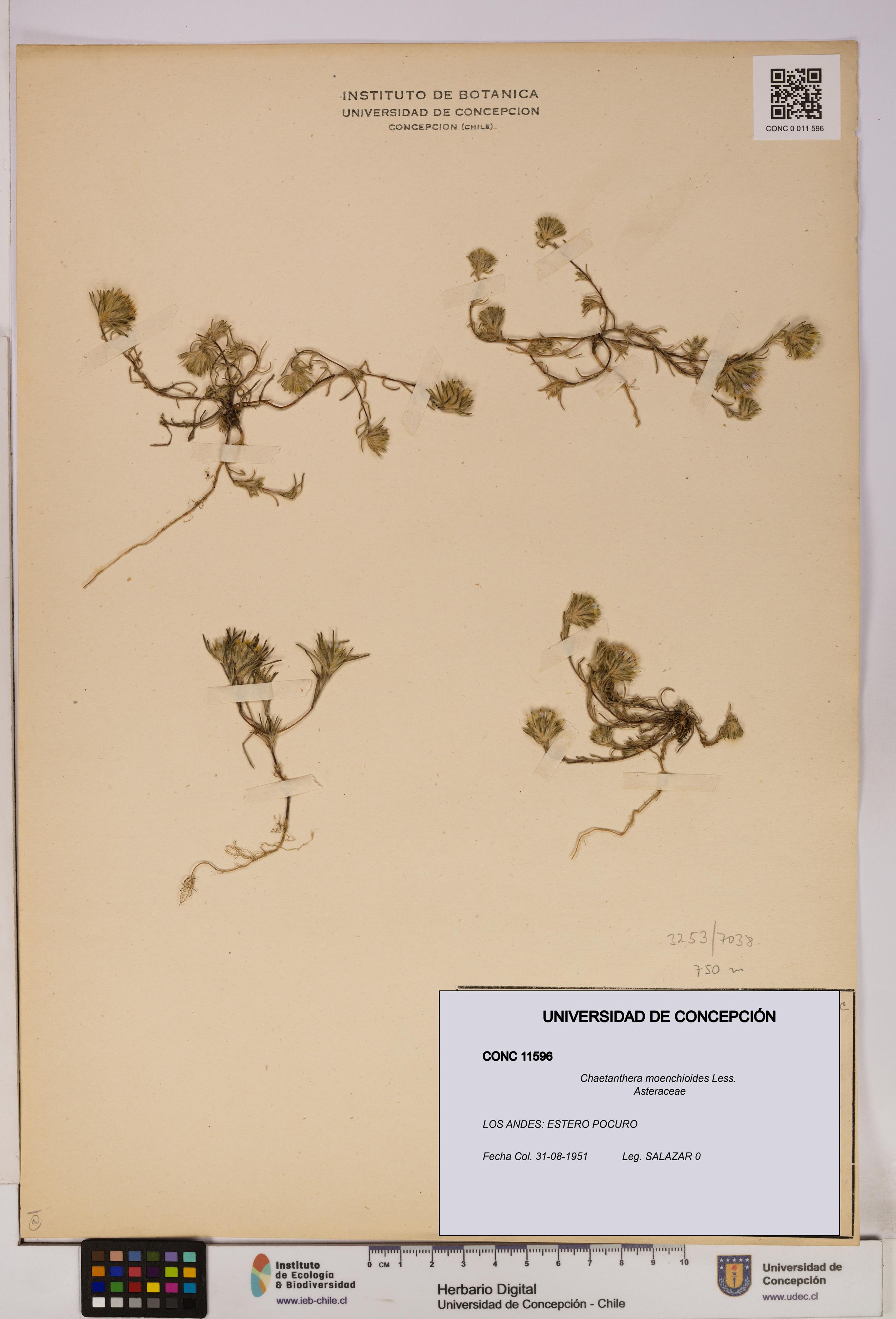 Chaetanthera moenchioides [Espécimen: UDEC:CONC:0011596]