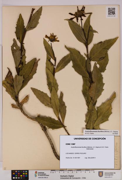 Austroflourensia thurifera [Espécimen: UDEC:CONC:0011597]