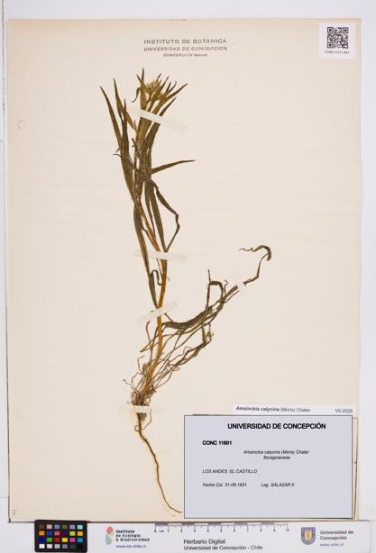 Amsinckia calycina [Espécimen: ]