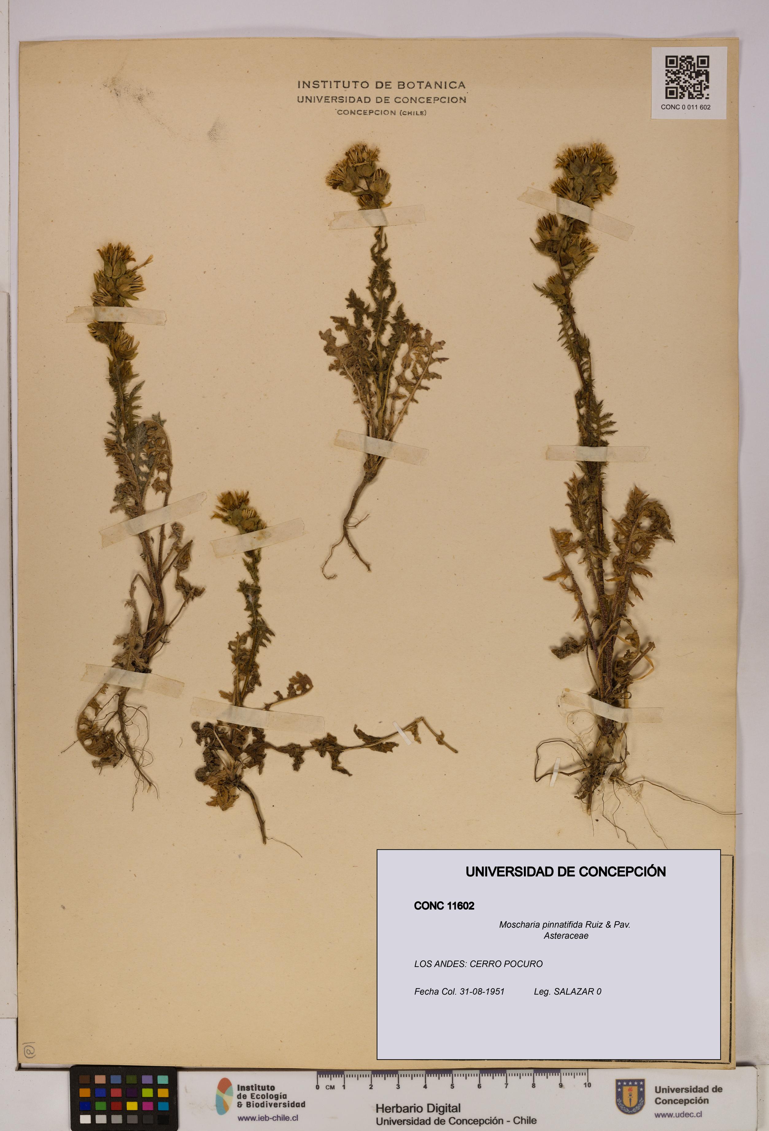 Moscharia pinnatifida [Espécimen: UDEC:CONC:0011602]