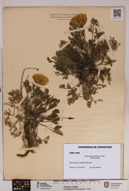Eschscholzia californica [Espécimen: UDEC:CONC:0011603]