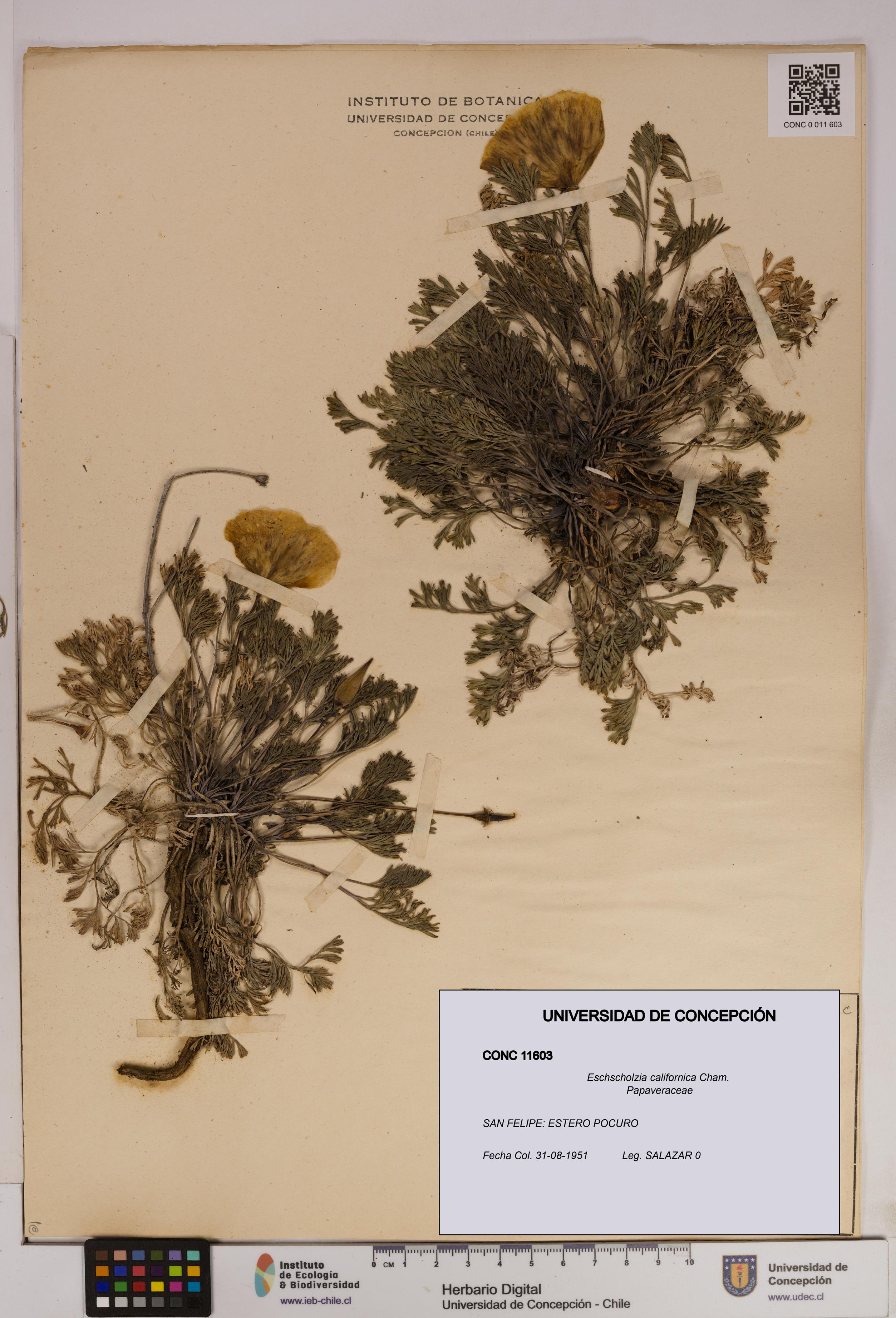 Eschscholzia californica [Espécimen: UDEC:CONC:0011603]