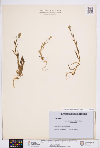 Amsinckia calycina [Espécimen: ]