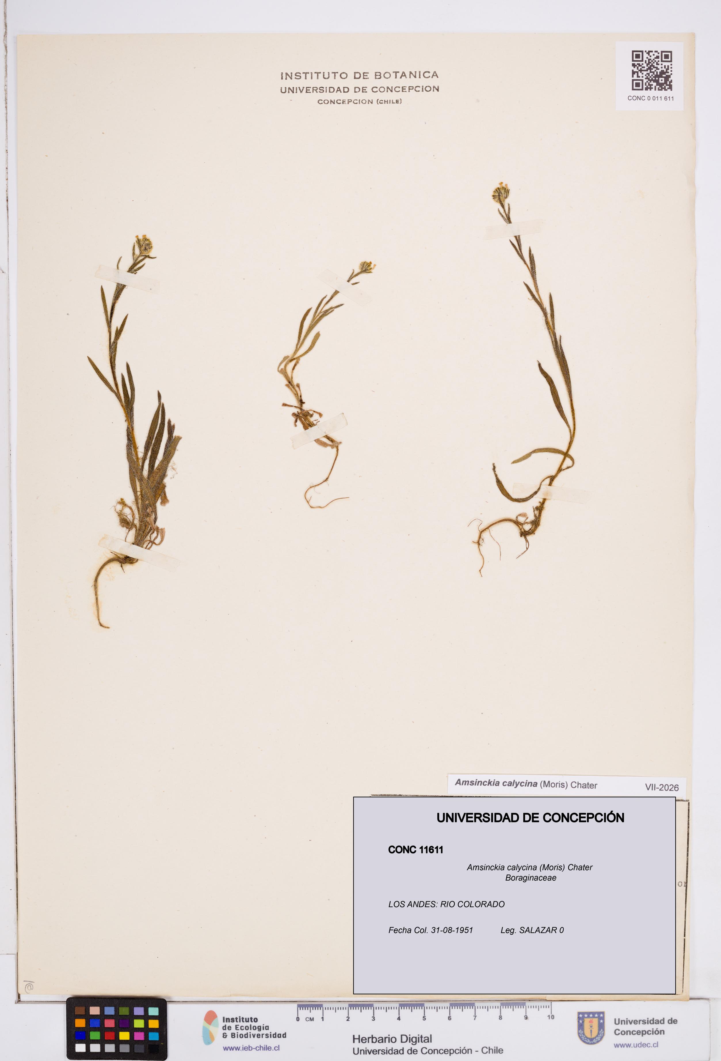 Amsinckia calycina [Espécimen: ]