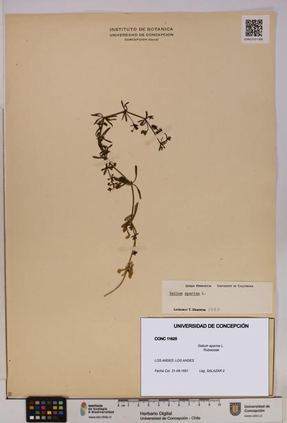 Galium aparine [Espécimen: UDEC:CONC:0011625]