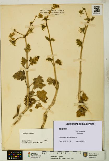 Loasa placei [Espécimen: UDEC:CONC:0011628]