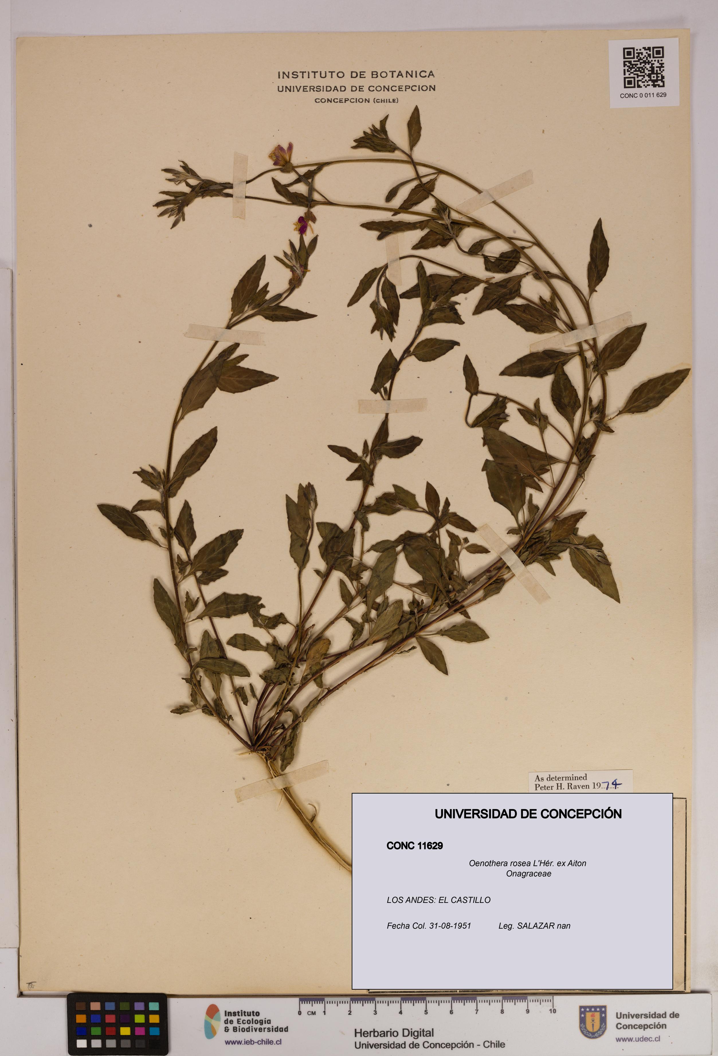 Oenothera rosea [Espécimen: UDEC:CONC:0011629]