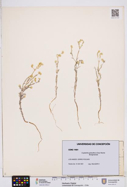 Cryptantha globulifera [Espécimen: ]