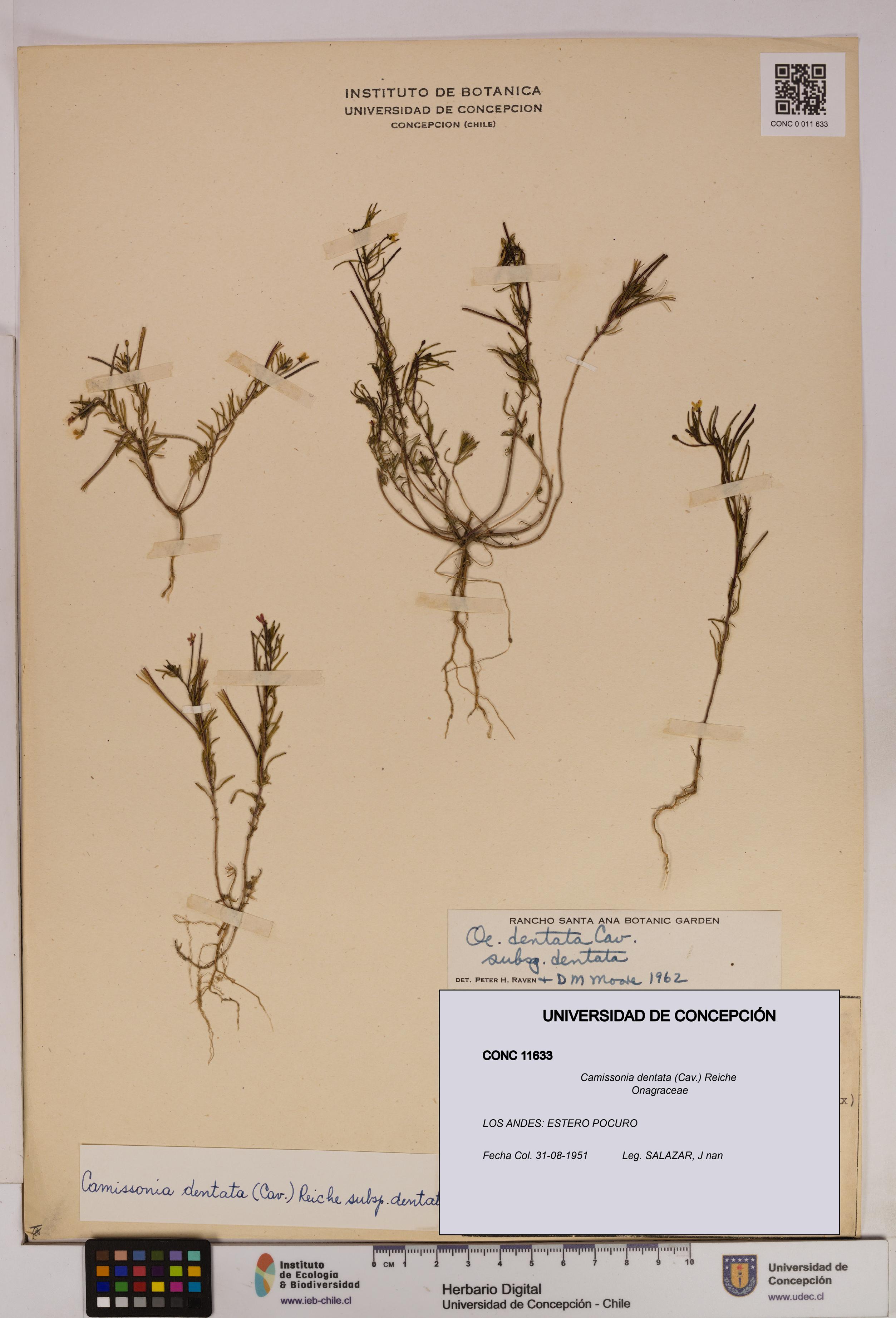 Camissonia dentata [Espécimen: UDEC:CONC:0011633]