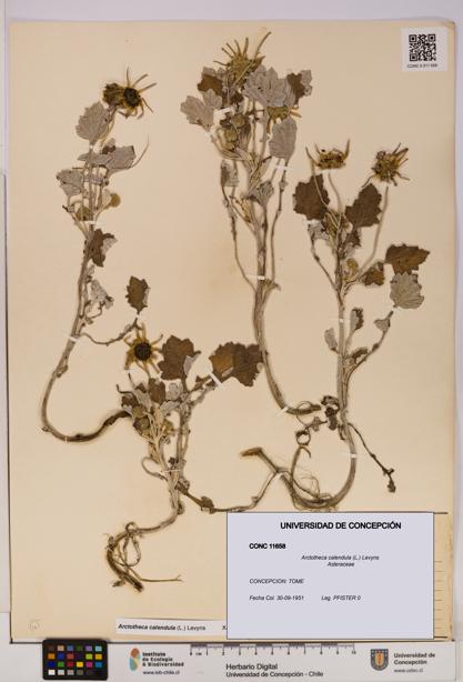 Arctotheca calendula [Espécimen: UDEC:CONC:0011658]