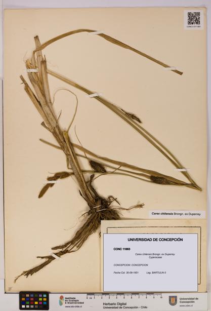 Carex chilensis [Espécimen: UDEC:CONC:0011663]