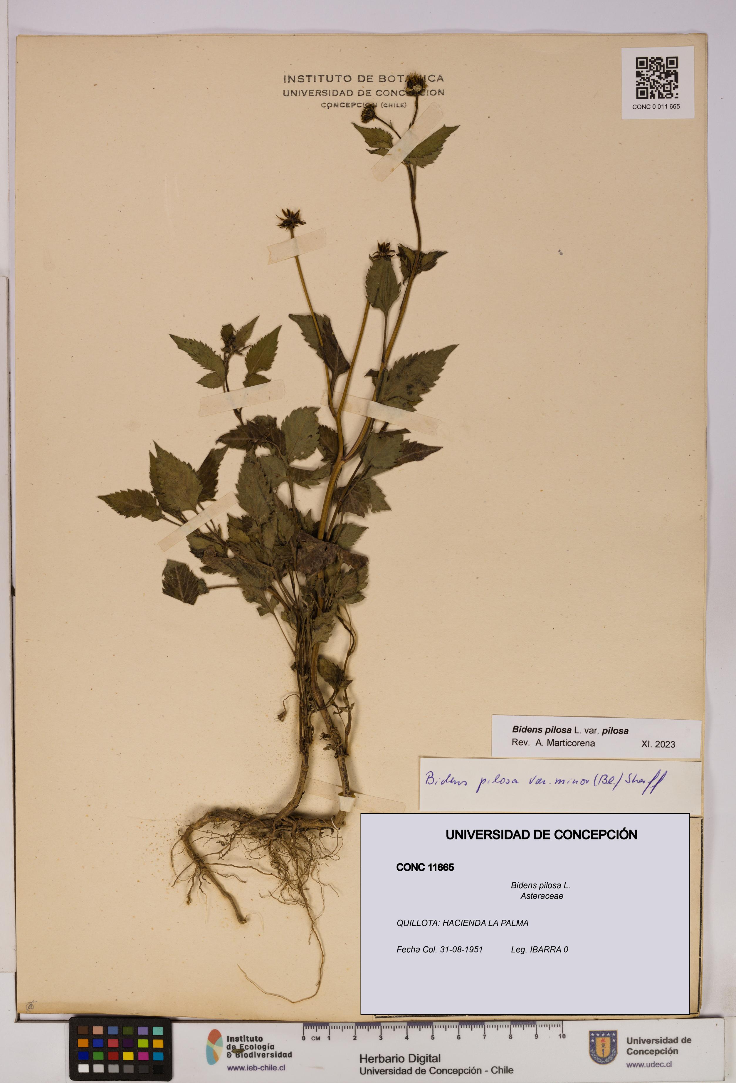 Bidens pilosa [Espécimen: UDEC:CONC:0011665]