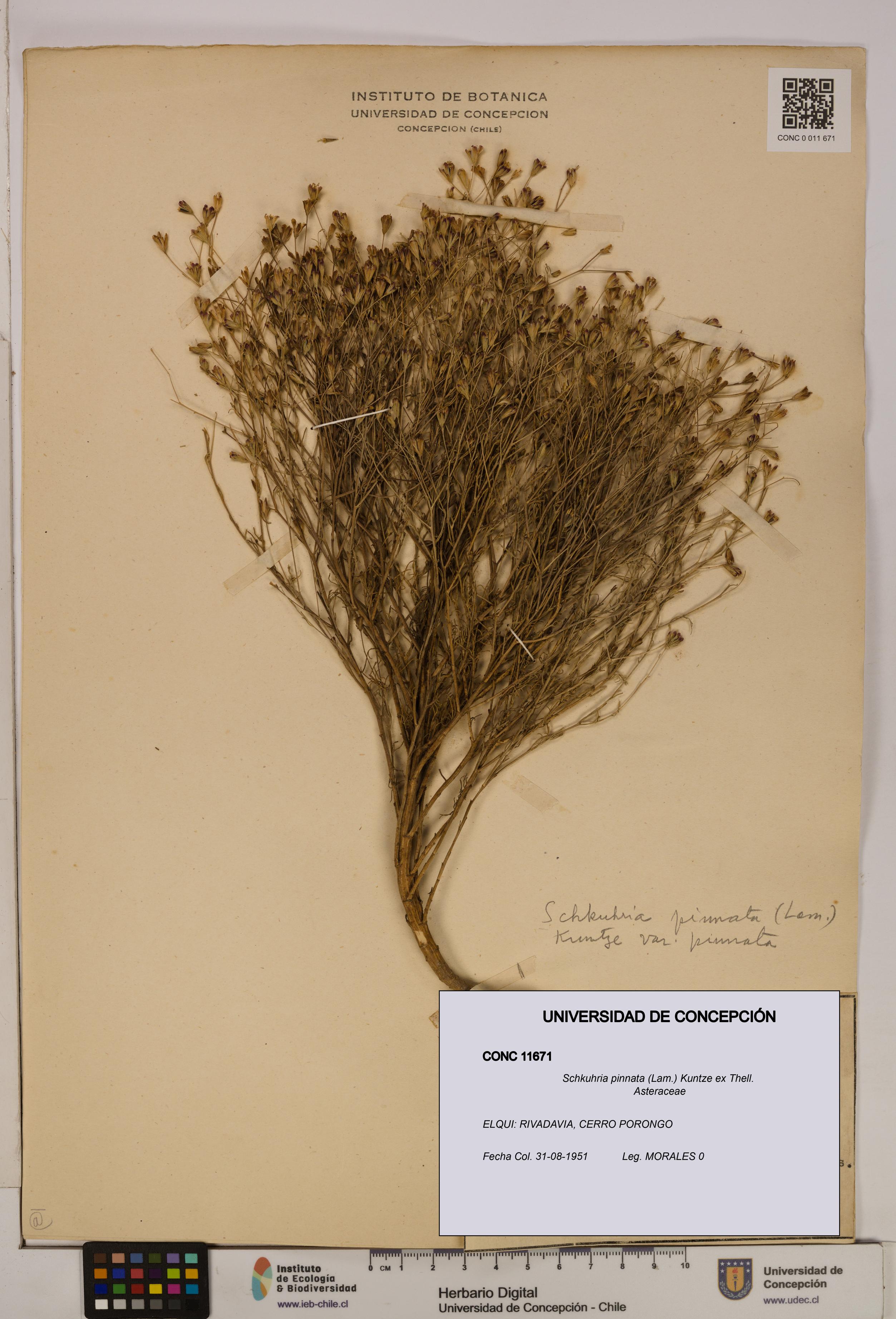 Schkuhria pinnata [Espécimen: UDEC:CONC:0011671]