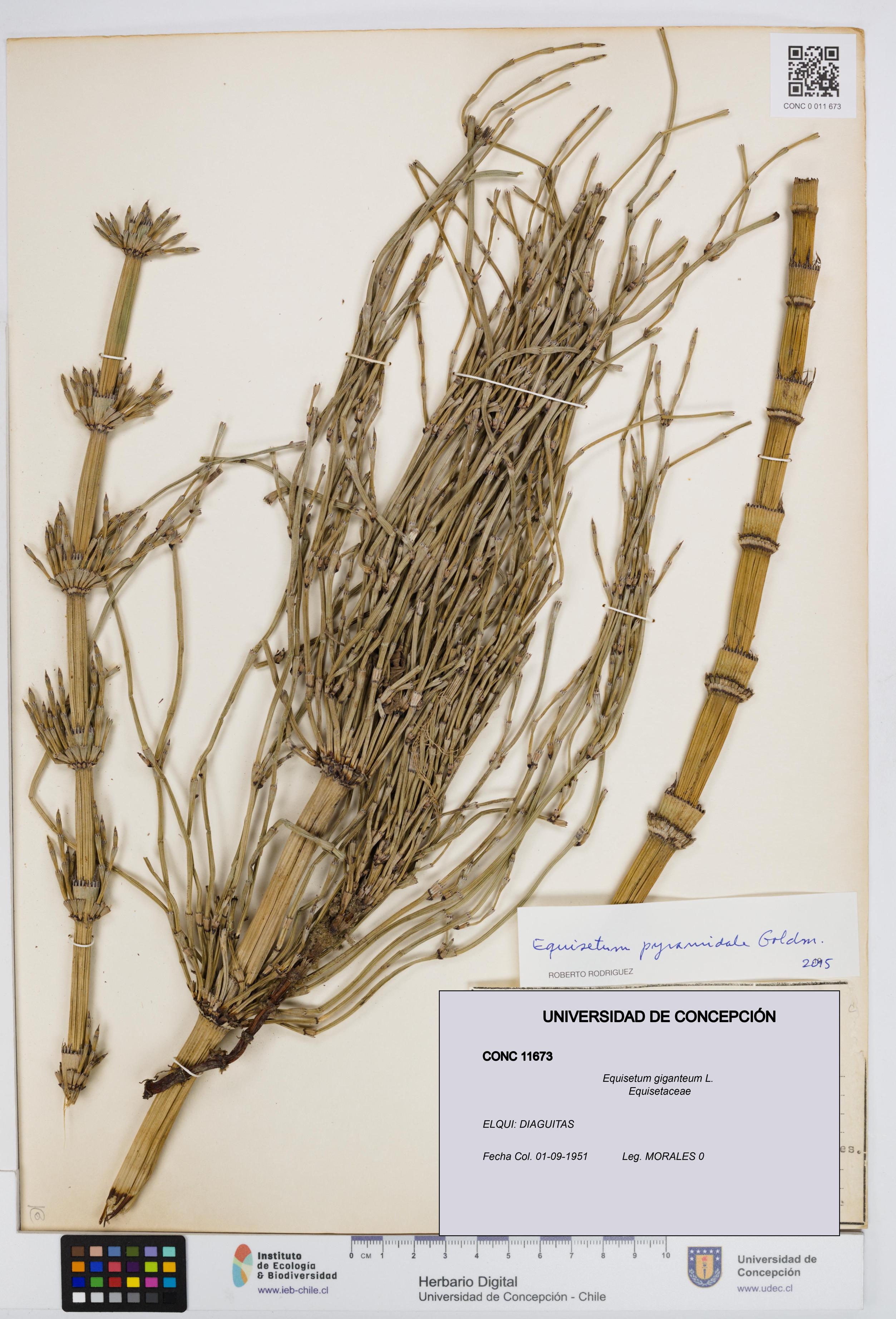 Equisetum giganteum [Espécimen: UDEC:CONC:0011673]