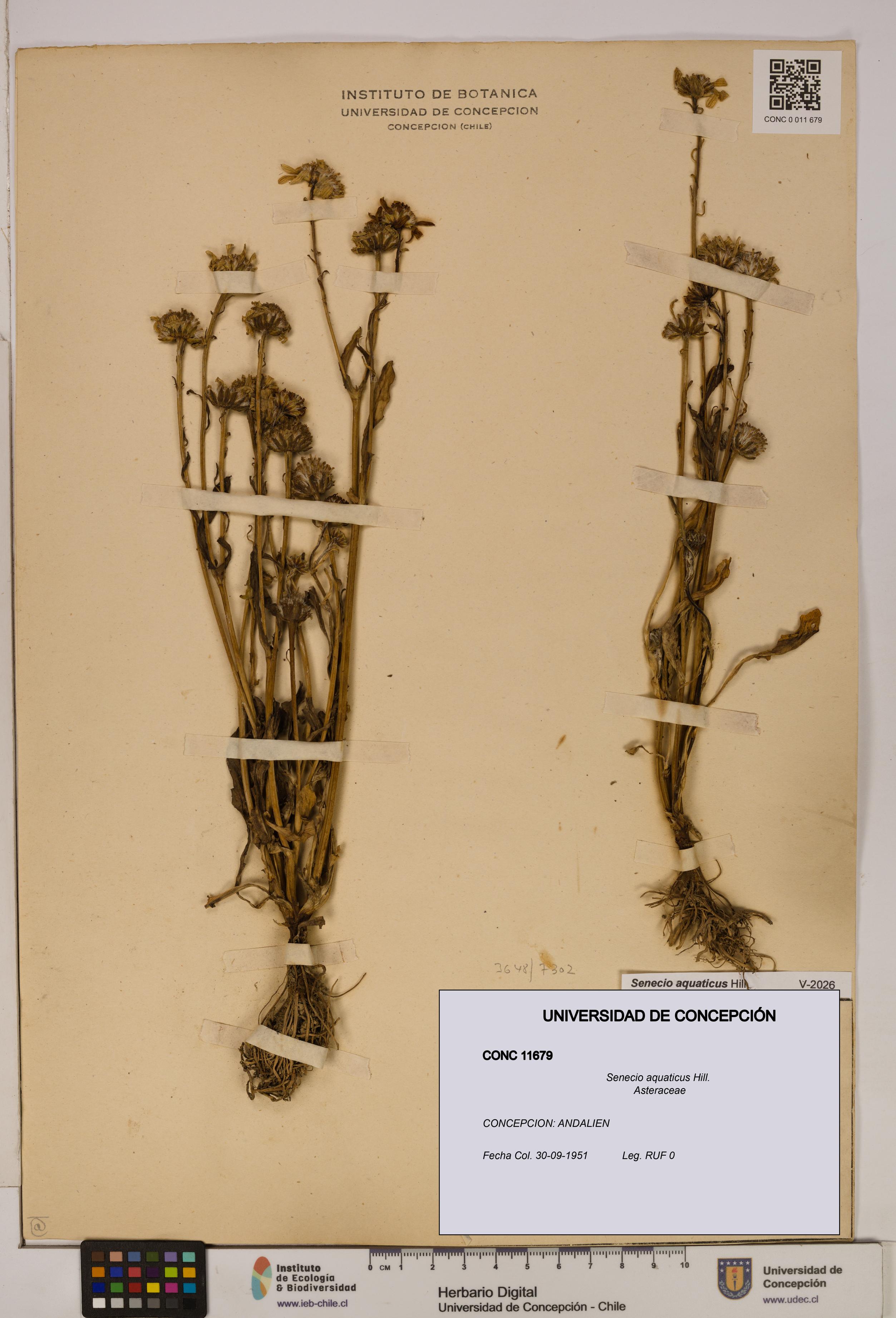 Senecio aquaticus [Espécimen: UDEC:CONC:0011679]