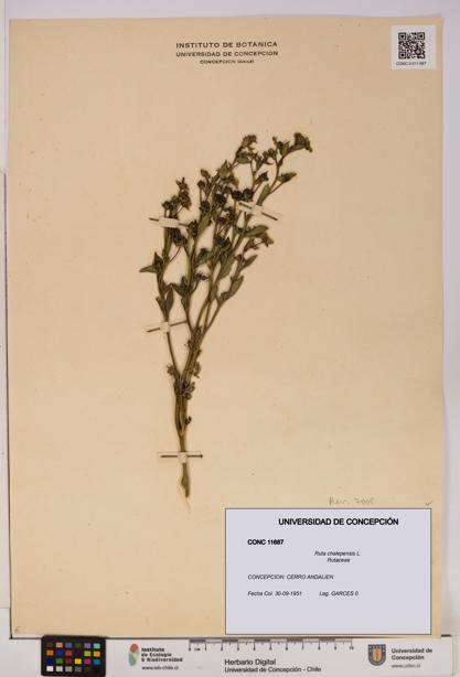 Ruta chalepensis [Espécimen: UDEC:CONC:0011687]