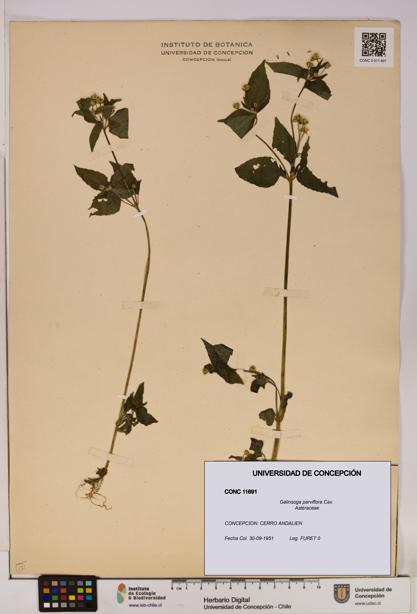 Galinsoga parviflora [Espécimen: UDEC:CONC:0011691]