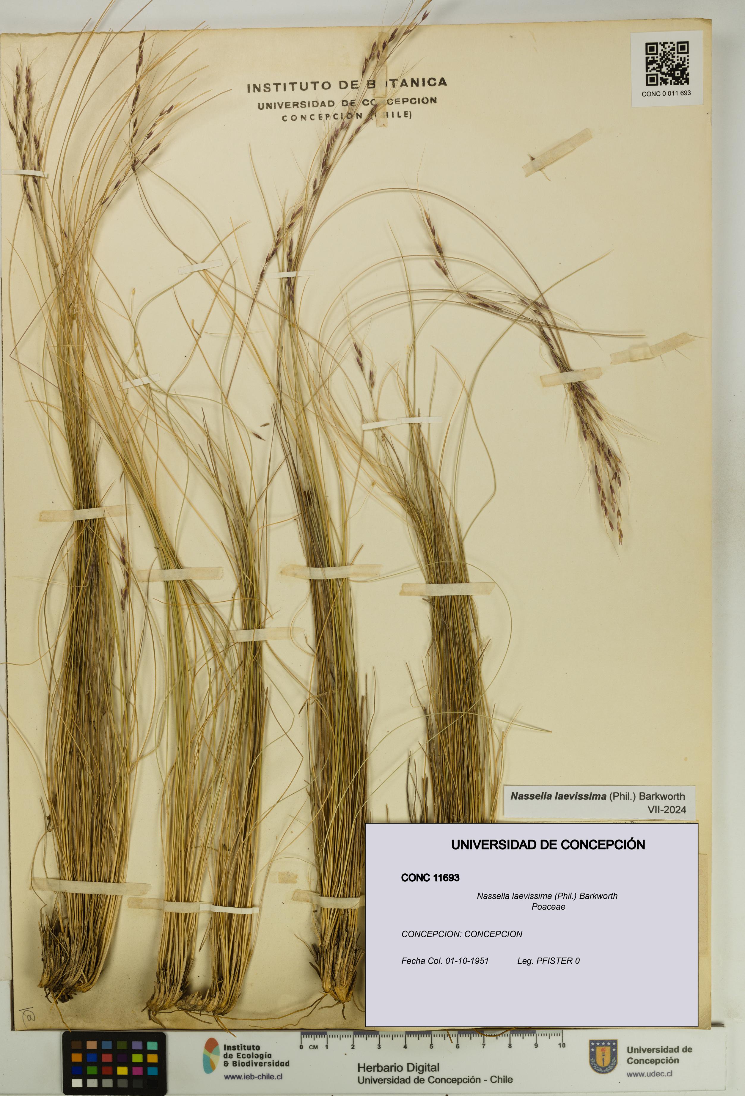 Nassella laevissima [Espécimen: UDEC:CONC:0011693]