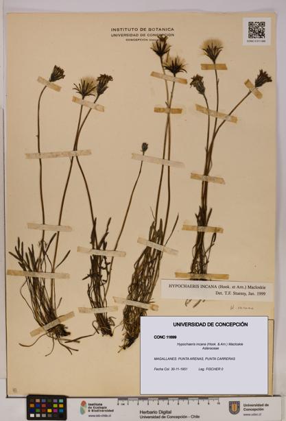 Hypochaeris incana [Espécimen: UDEC:CONC:0011699]