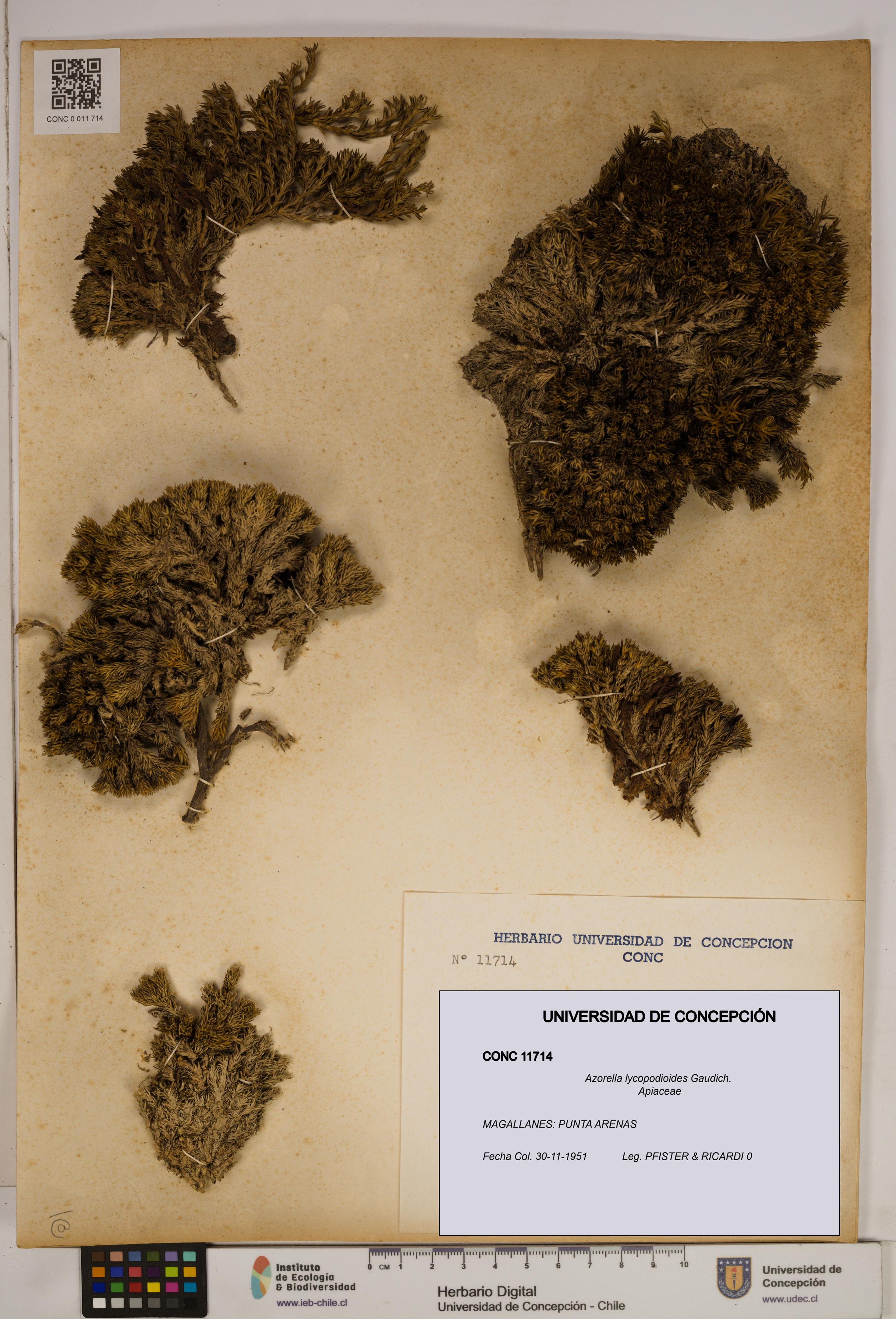 Azorella lycopodioides [Espécimen: ]