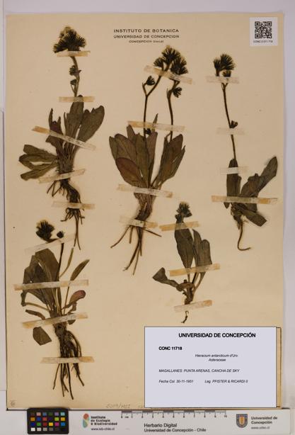 Hieracium antarcticum [Espécimen: UDEC:CONC:0011718]