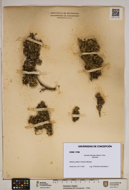 Azorella trifurcata [Espécimen: ]