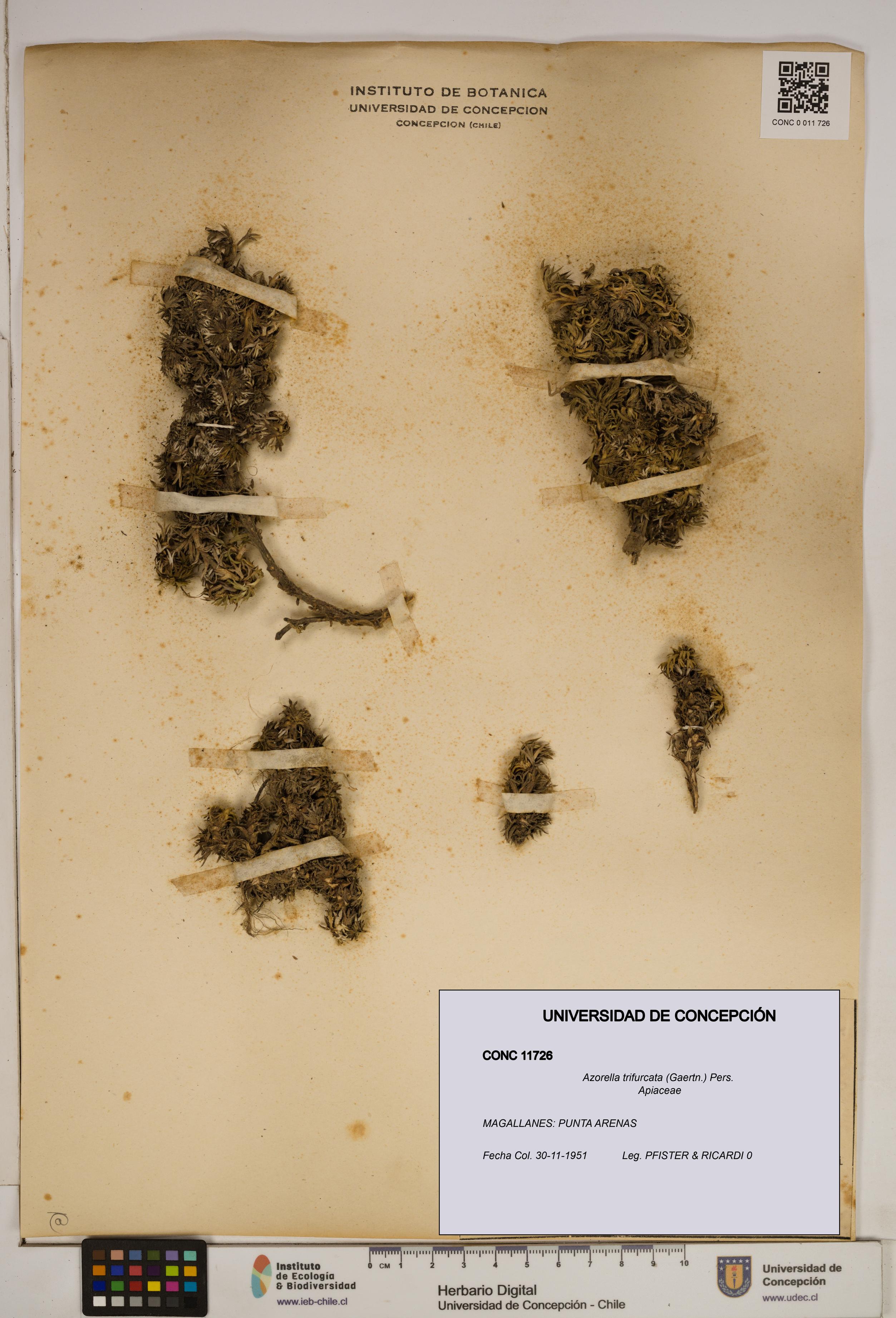 Azorella trifurcata [Espécimen: ]