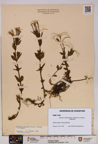 Epilobium australe [Espécimen: UDEC:CONC:0011732]