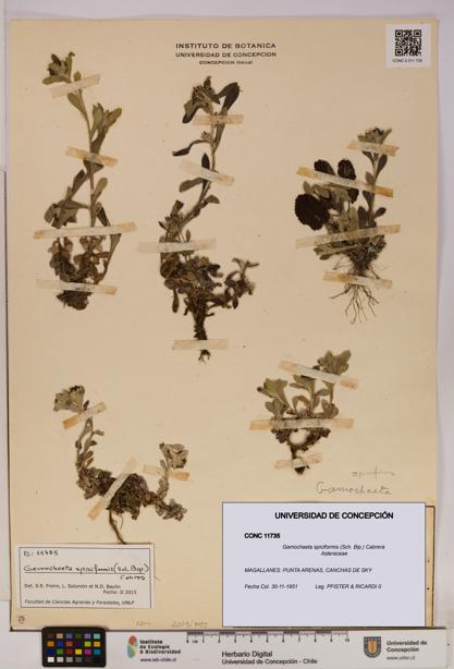 Gamochaeta spiciformis [Espécimen: UDEC:CONC:0011735]