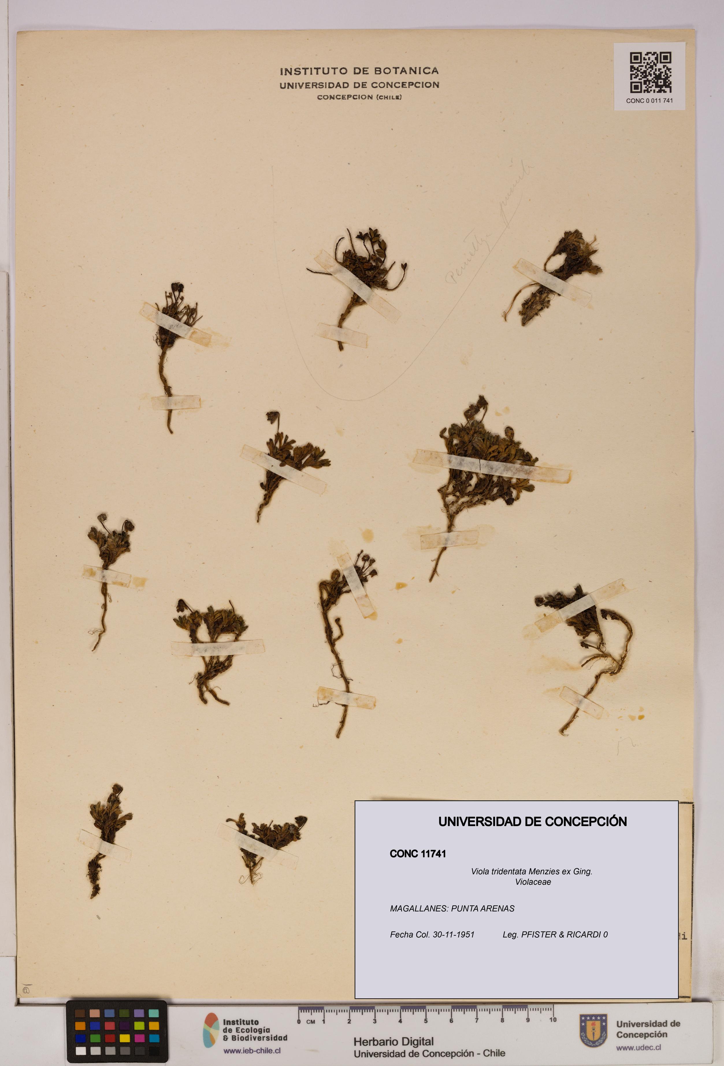 Viola tridentata [Espécimen: UDEC:CONC:0011741]