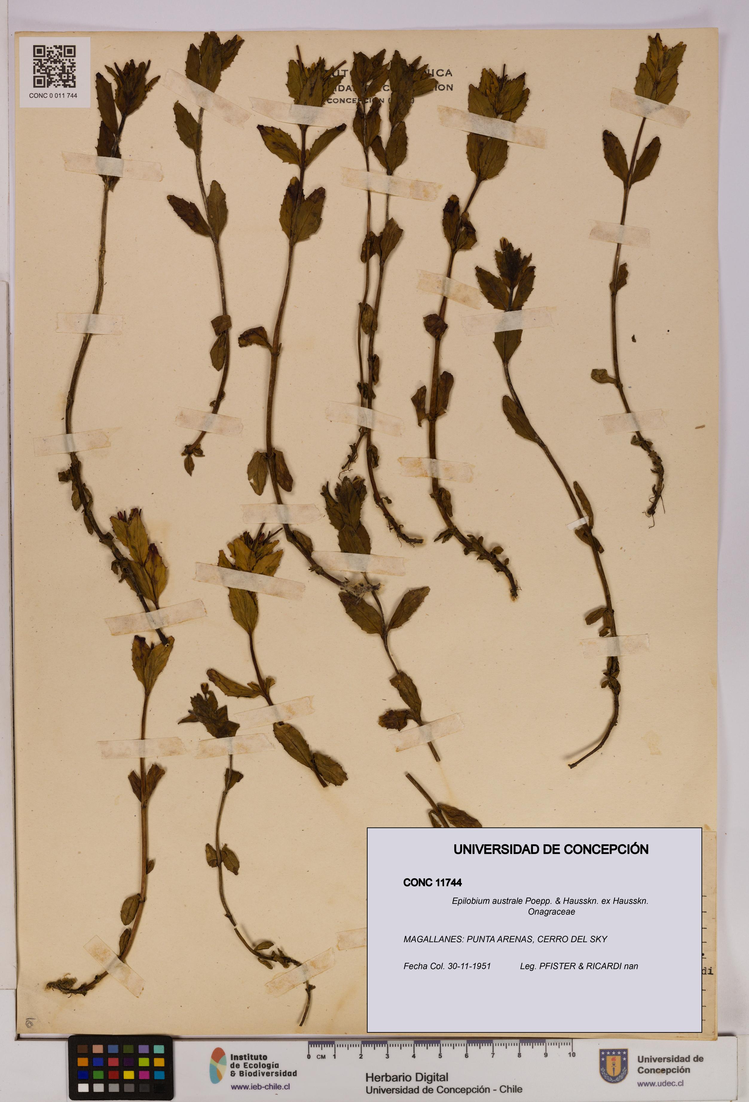 Epilobium australe [Espécimen: UDEC:CONC:0011744]
