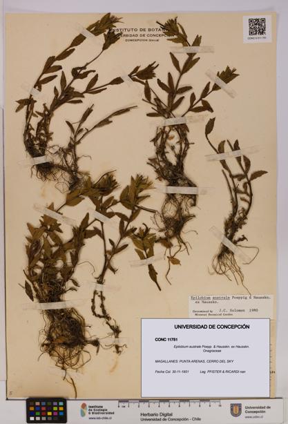 Epilobium australe [Espécimen: UDEC:CONC:0011751]