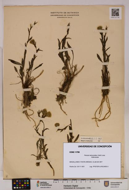 Perezia lactucoides [Espécimen: UDEC:CONC:0011755]