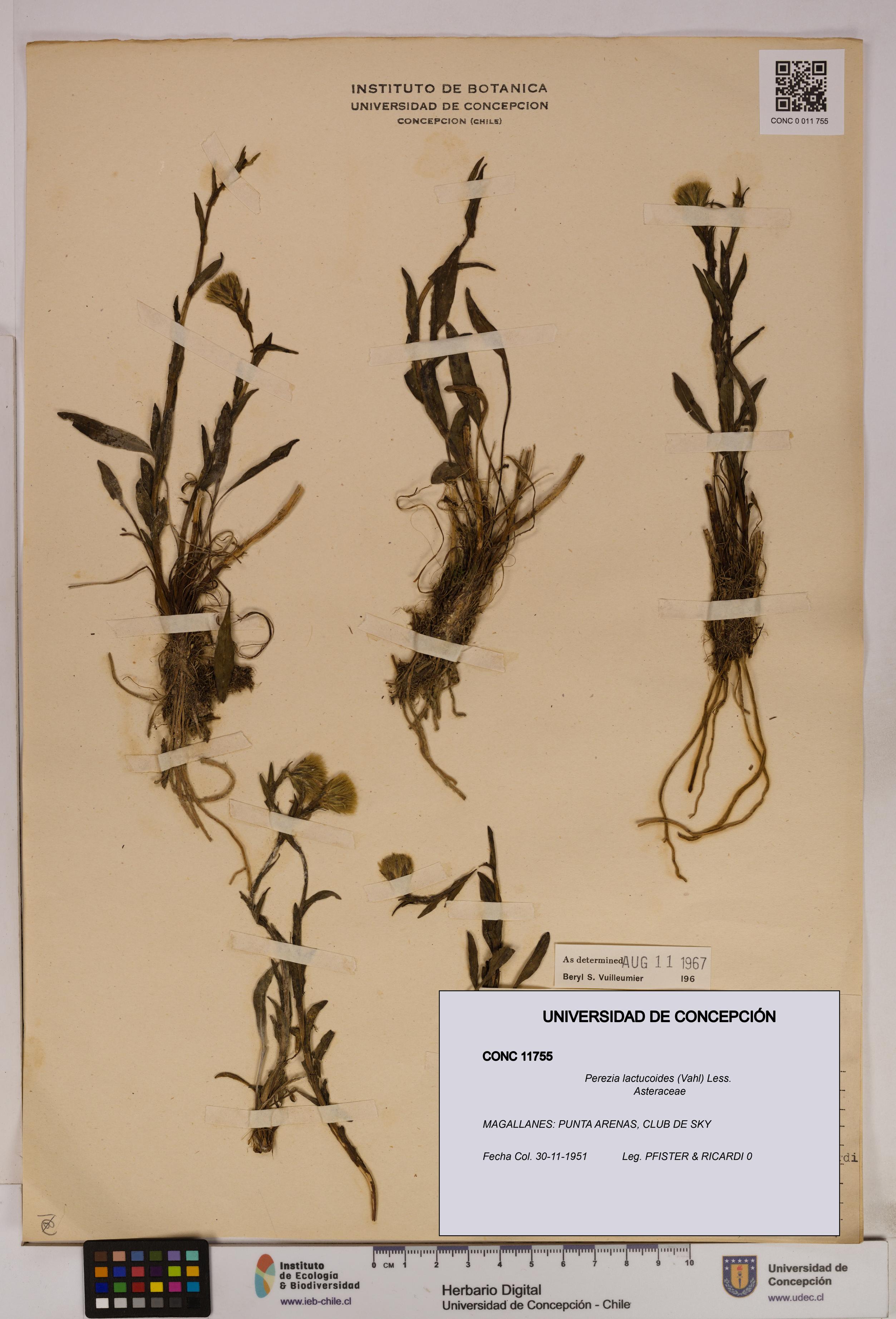 Perezia lactucoides [Espécimen: UDEC:CONC:0011755]